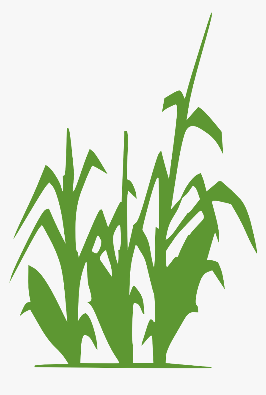 Black And White Corn Stock, HD Png Download