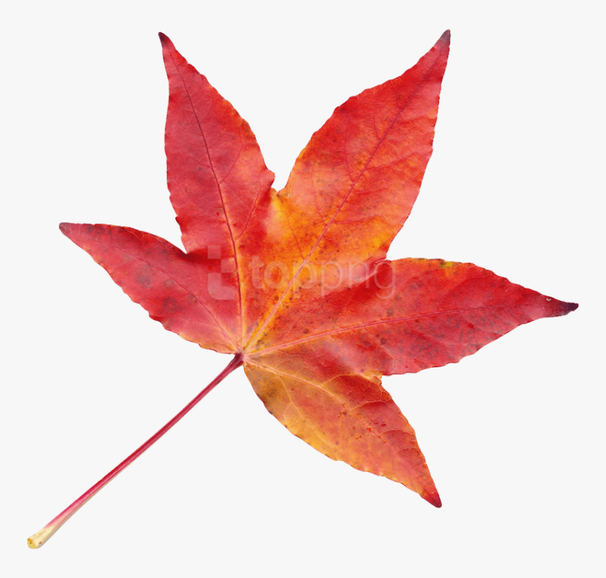 Transparent Bamboo Leaves Png - Autumn Leaf Transparent Png, Png Download