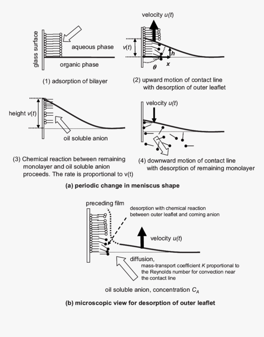 Diagram, HD Png Download
