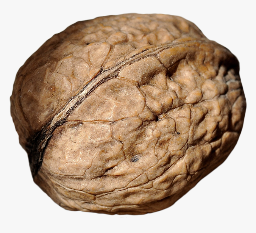 Walnut - Macro Photography, HD Png Download