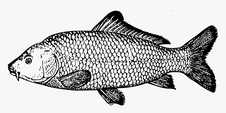 Koi Goldfish Fishing Fish - Drawing Of Carp, HD Png Download