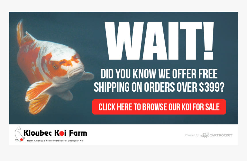 Koi Pond Design, HD Png Download