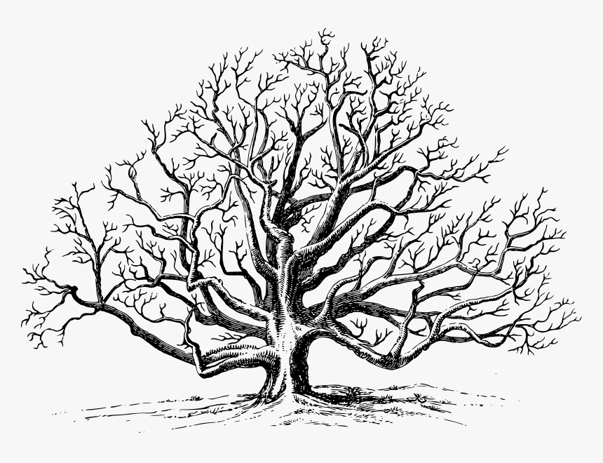 This Free Icons Png Design Of Walnut Tree - Black Walnut Tree Drawing, Transparent Png