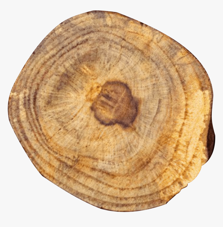 Weinholz - Macoma, HD Png Download