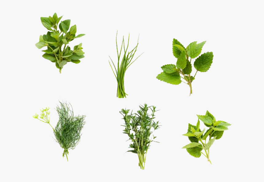 Herb Garden Png - Herbs Png, Transparent Png