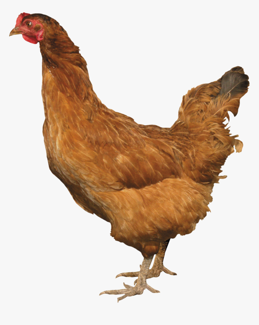 Download And Use Chicken Png Picture - Chicken Png, Transparent Png