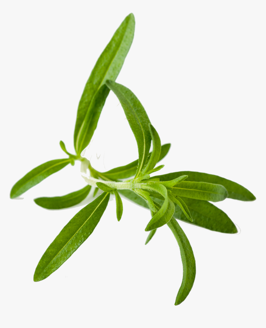 Herb Png Images - Herbs Png, Transparent Png