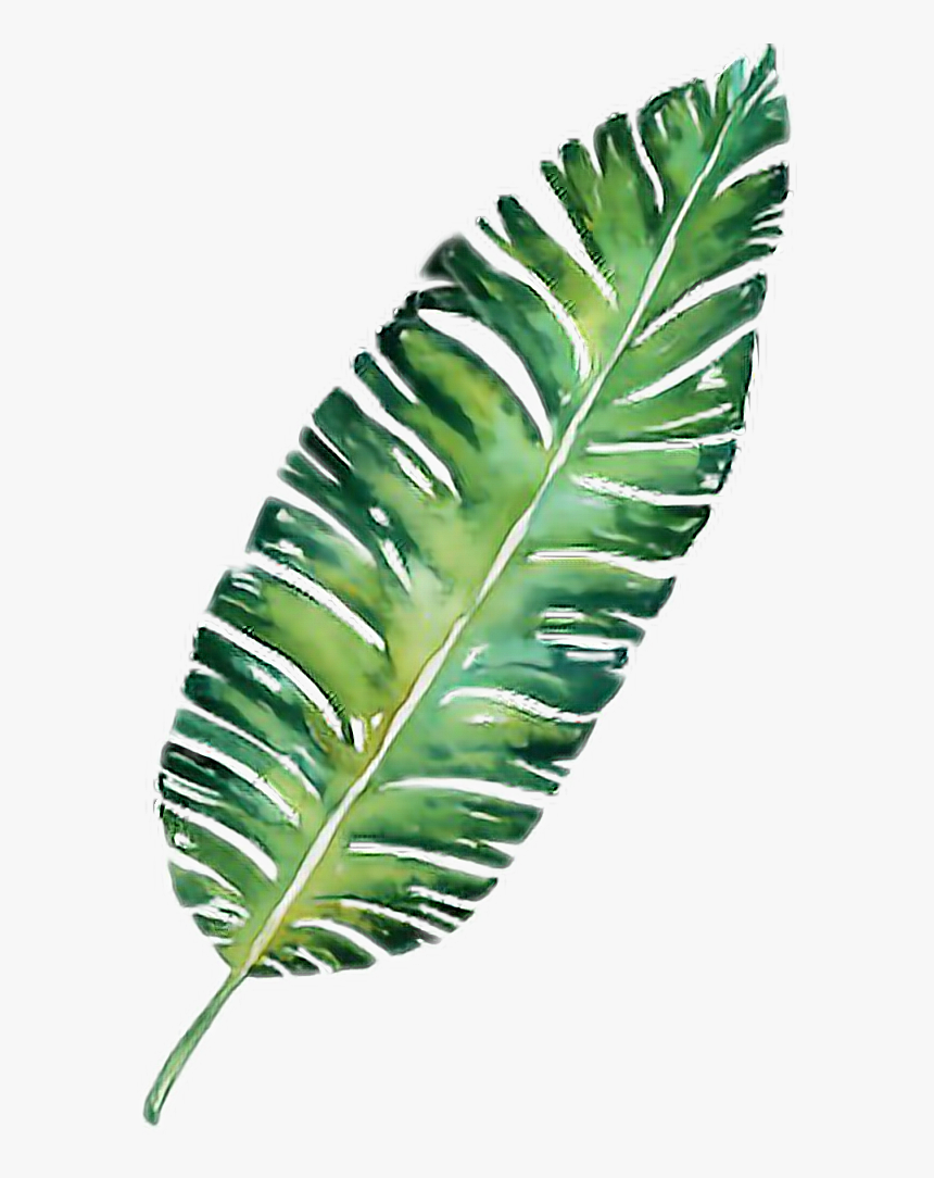 #palm #leaf #plant #palmtrees #palmtree #freetoedit - Fern, HD Png Download