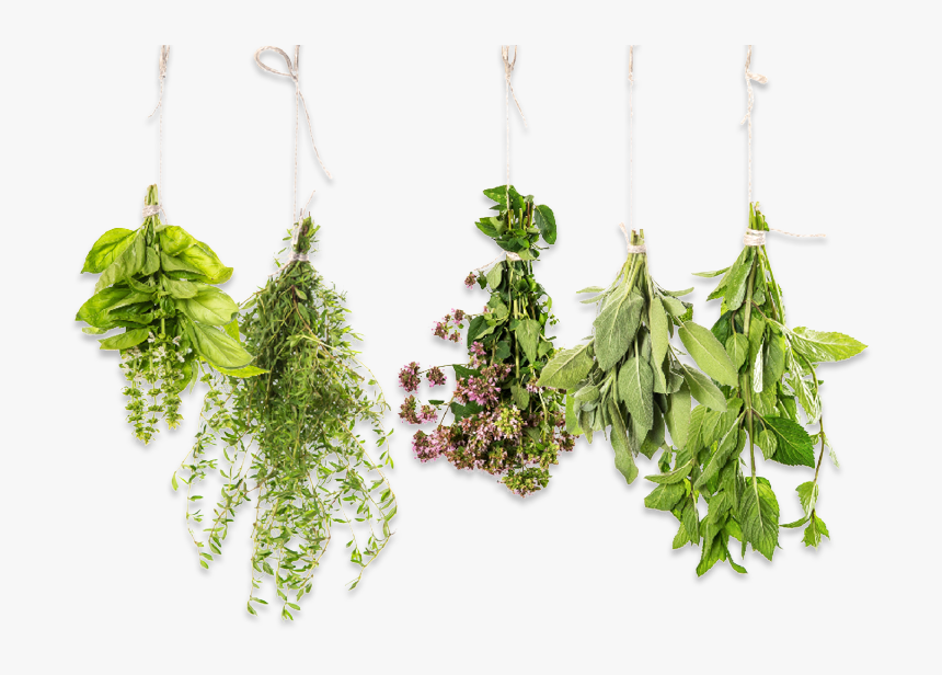 Essential Oil Herbs, HD Png Download