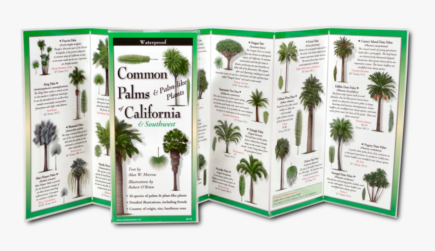 Sabal Minor, HD Png Download