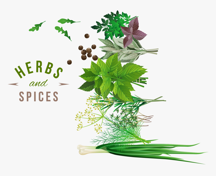 Transparent Vegetable Png - Herbs Vector Png, Png Download