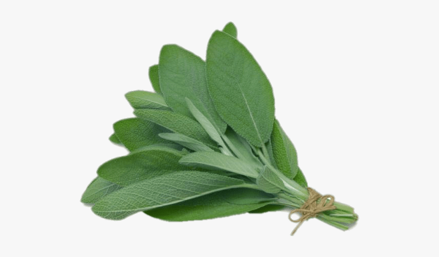 Sage - Herb Sage, HD Png Download
