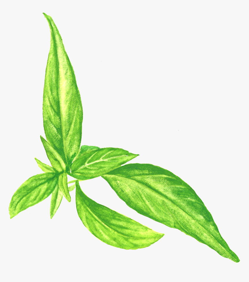 Houseplant, HD Png Download