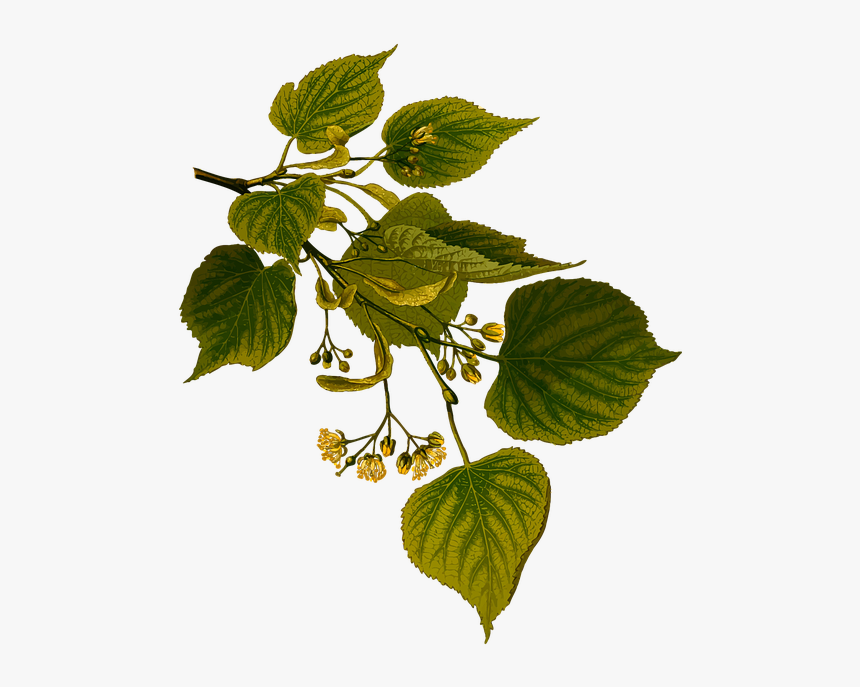 Tree And Herb Png - Fulla De Til Ler, Transparent Png