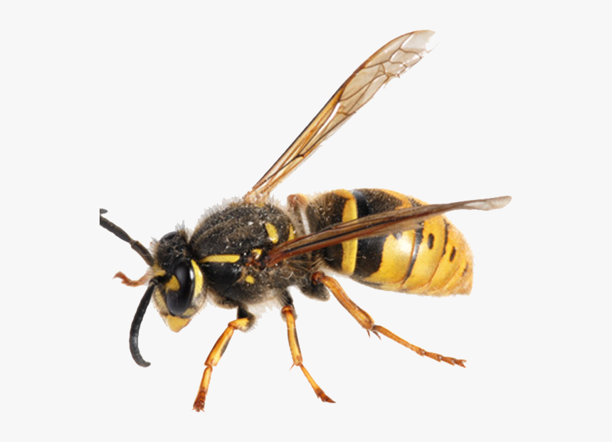 Hornet Png Transparent Background - Hornet Transparent Background, Png Download