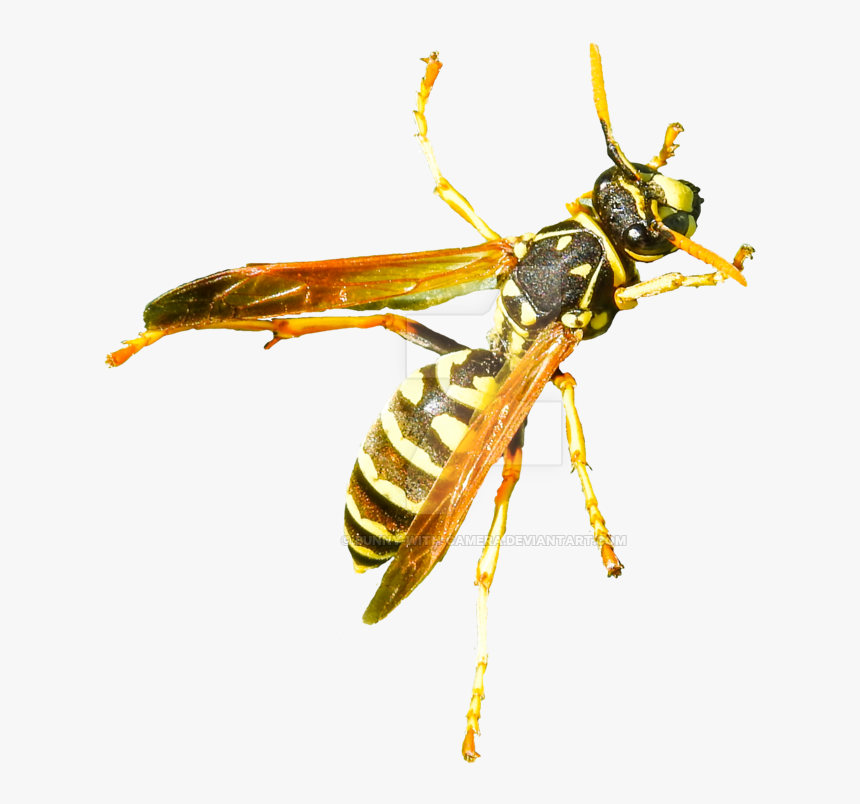 Hornet Png Free Image Download - Hornet, Transparent Png