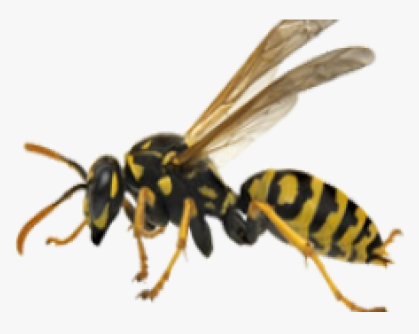 Hornet Png Free Background - Yellow Jacket Wasp Png, Transparent Png