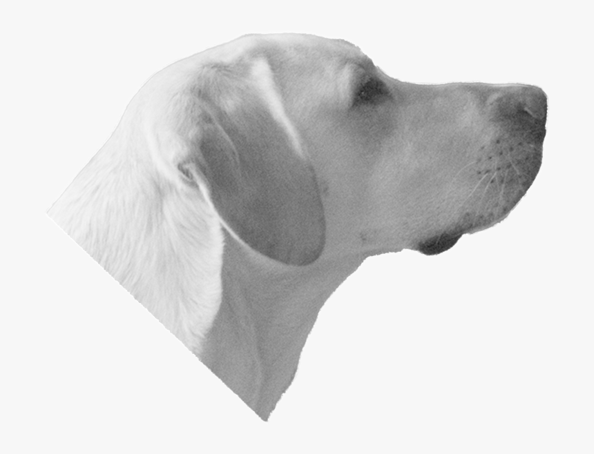 Labrador Retriever , Png Download - Dog Head Transparent Background, Png Download