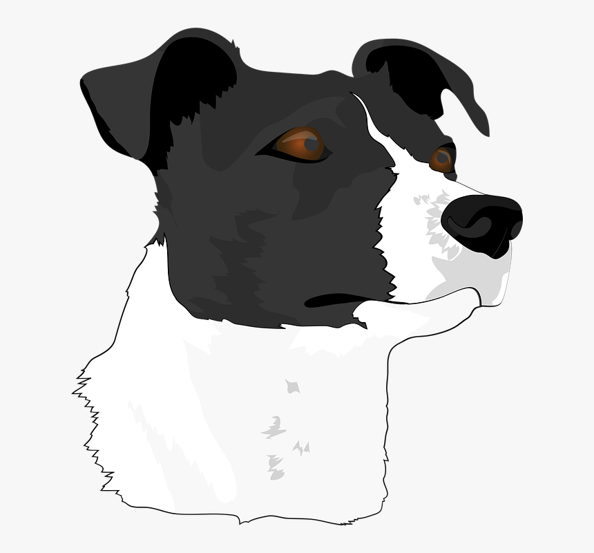 Dog Head, Dog, Terrier, Animal Portrait, Pet, Animal - Brazilian Terrier, HD Png Download