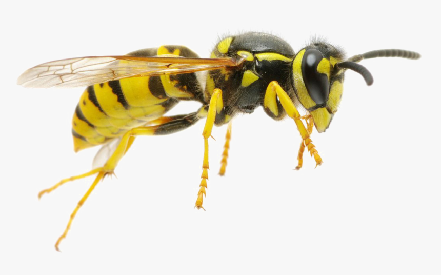 Wasp Png, Transparent Png