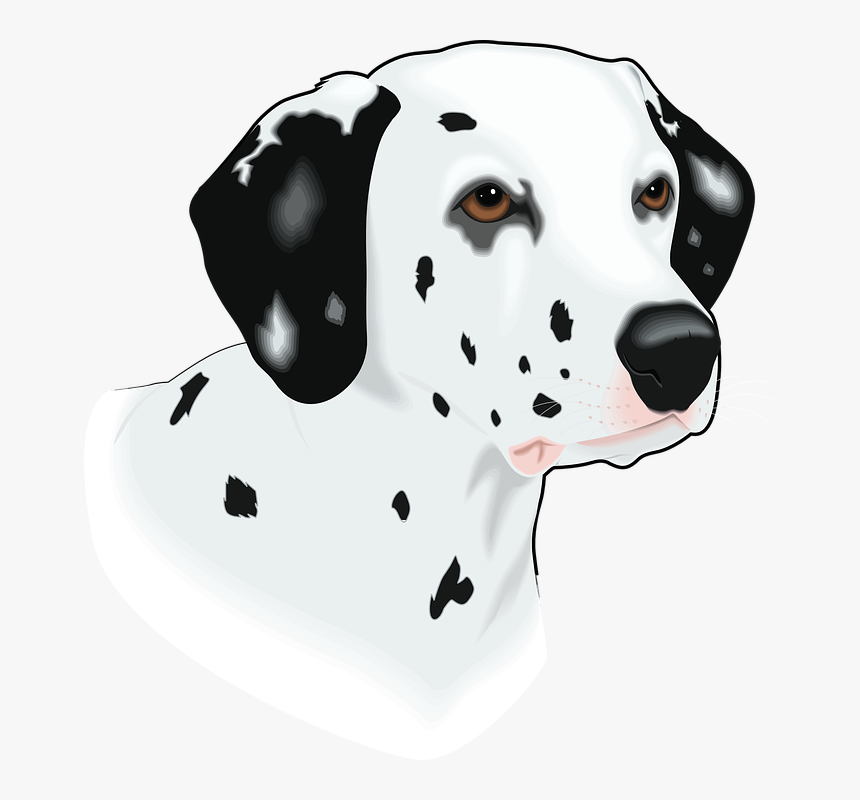 Head, Dog, Pet, Animal, Mammal, Spots, Breed - Imagenes De Cabeza De Perro, HD Png Download