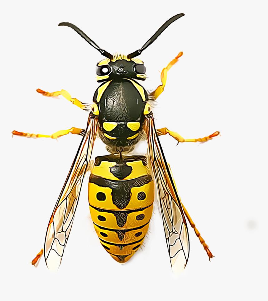 Wasp Png - Wasp Seen From Above, Transparent Png
