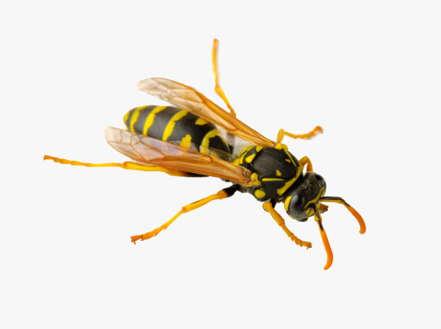 Wasp Png - Paper Wasps In Australia, Transparent Png