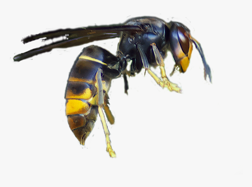 Abelha Asiática, HD Png Download