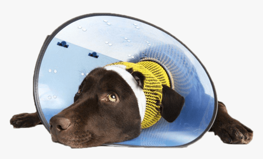 Dog Head Cone Em1024png - Cirurgia Estética Em Animais, Transparent Png