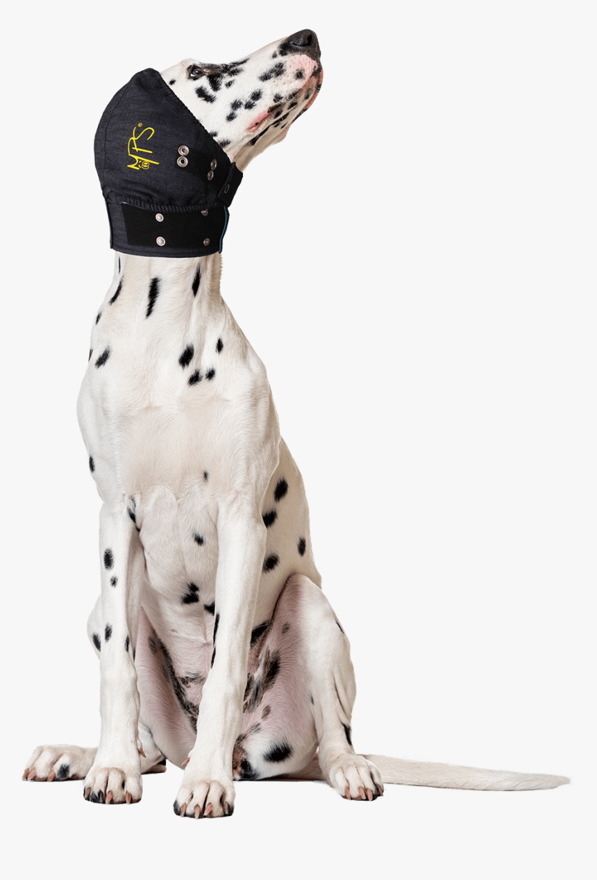 Medical Head Cover Dogs, HD Png Download