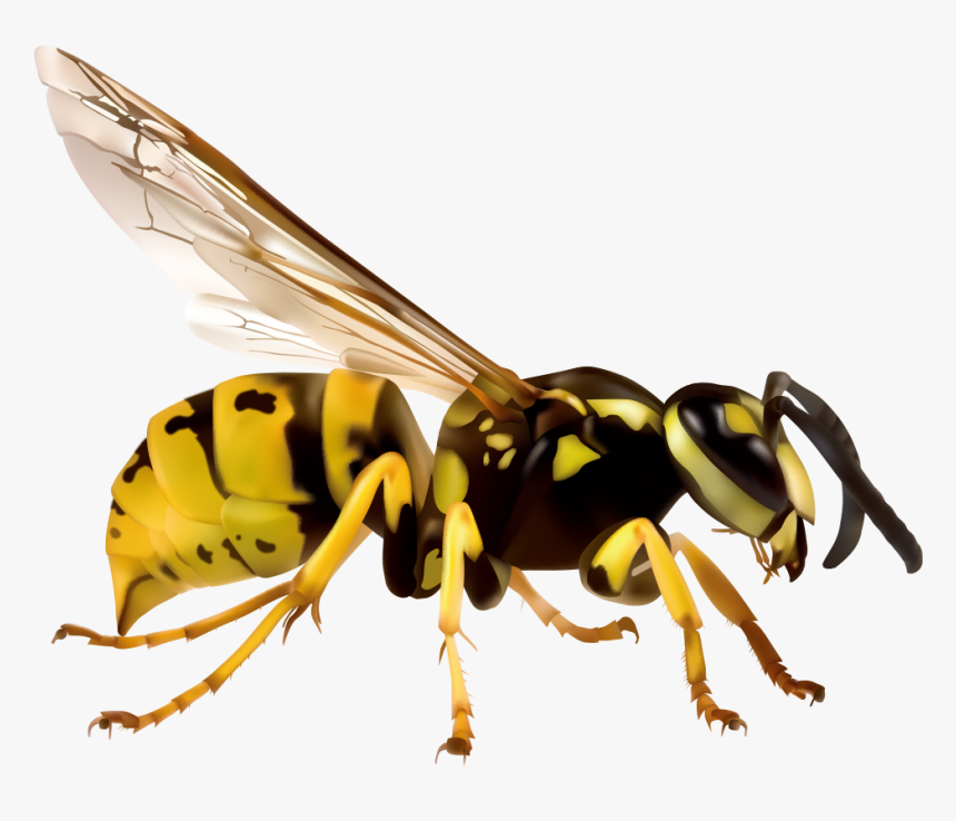 Wasp Png - Japanese Giant Hornet Png, Transparent Png