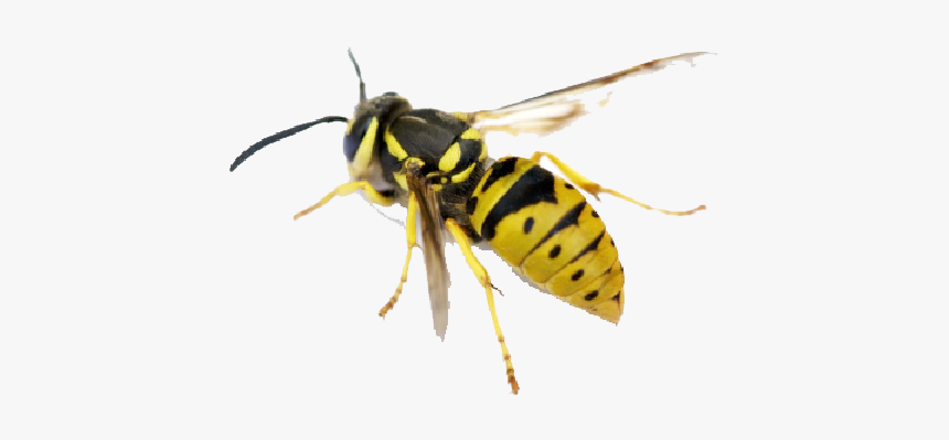 Hornet Png Pic - North American Yellow Jacket, Transparent Png