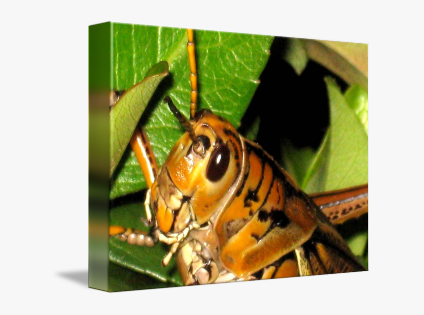Transparent Locusts Clipart - Hornet, HD Png Download