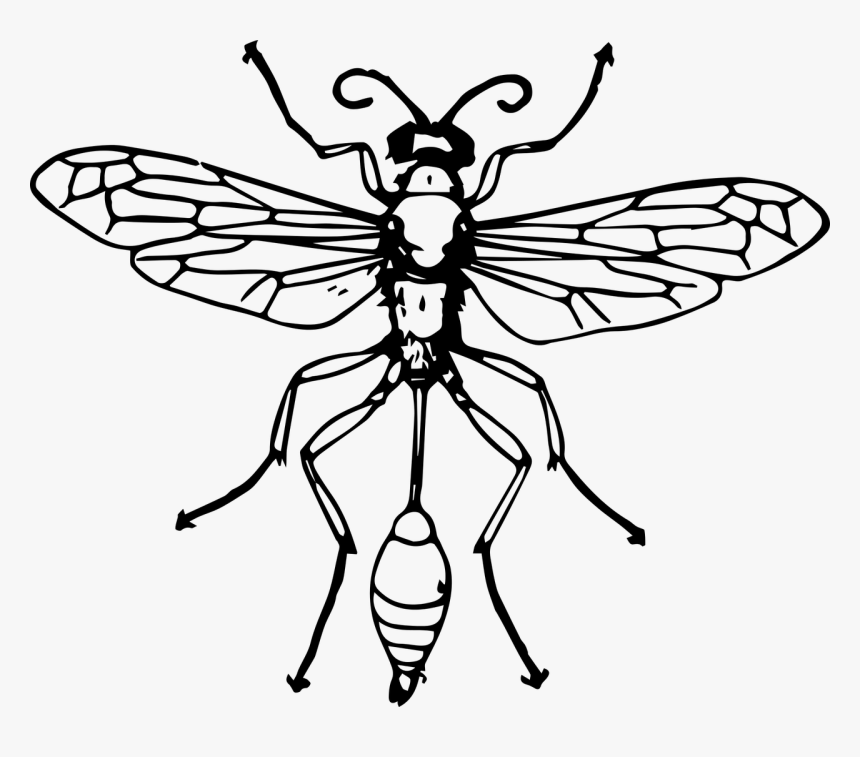 Bee Insect Thread-waisted Wasps Hornet - Thread Waisted Wasp Diagram, HD Png Download