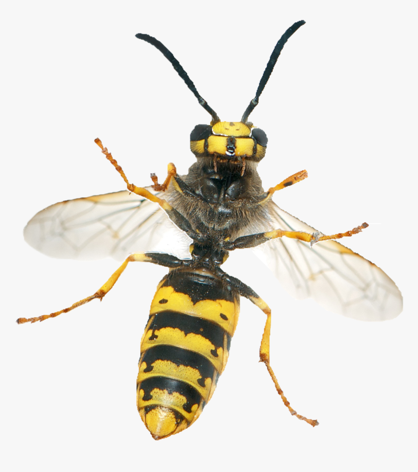 Wasp Png - Get Rid Of A Wasp, Transparent Png