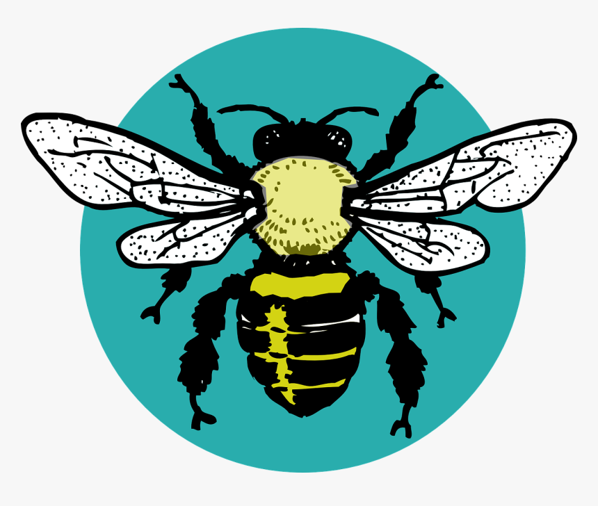 Bug, Hornet, Bee, Insect, Wasp, Sting, Wing, Fly - Bee Outline, HD Png Download