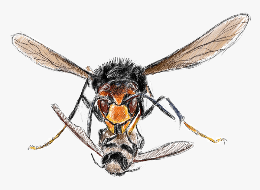 Honeybee, HD Png Download