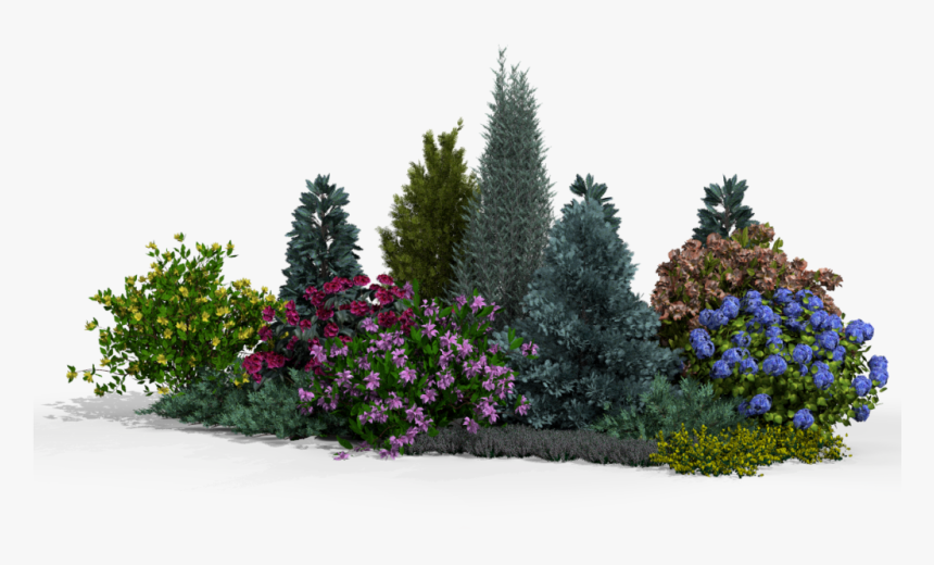 Lobelia, HD Png Download