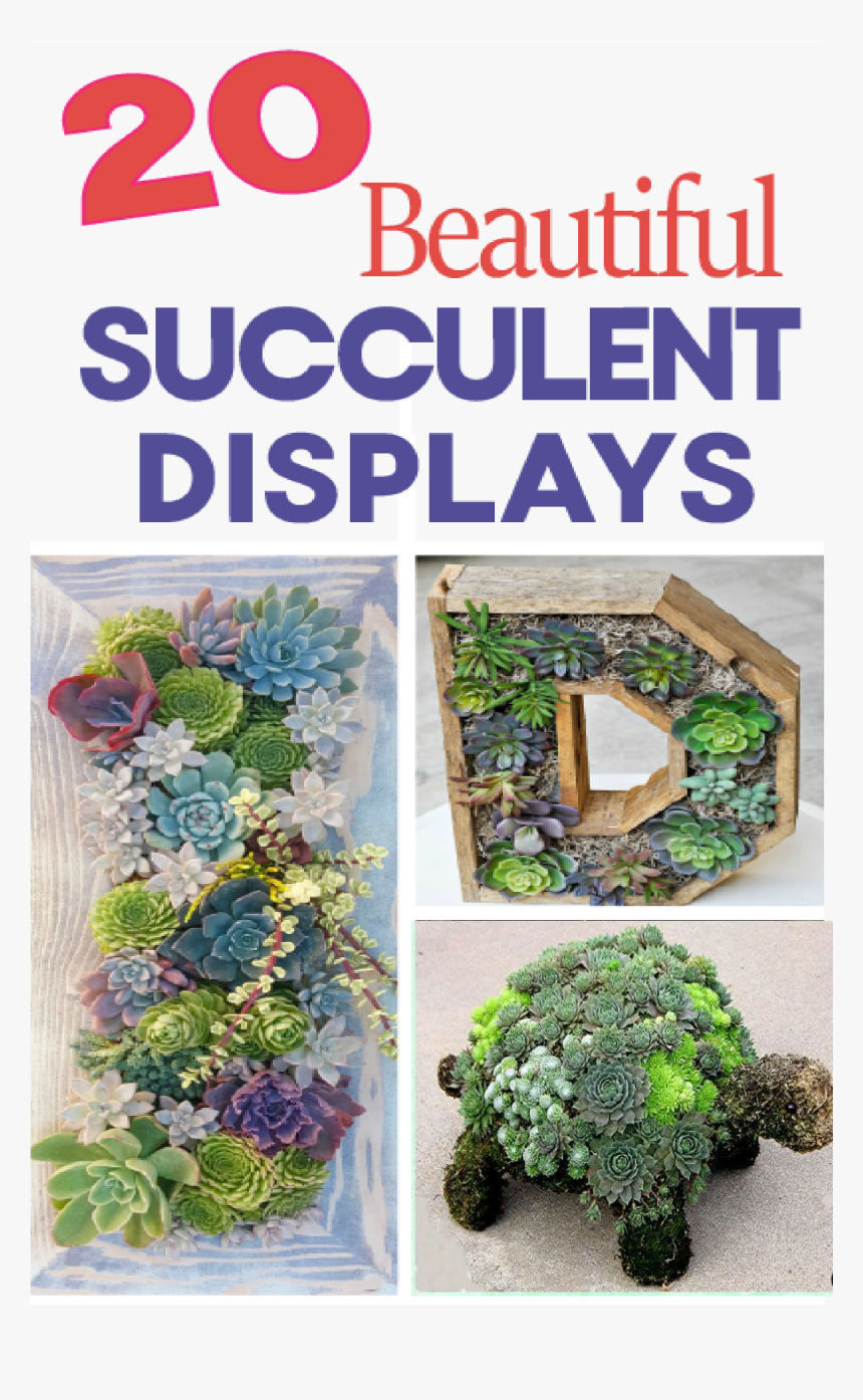 Succulents Displays, HD Png Download