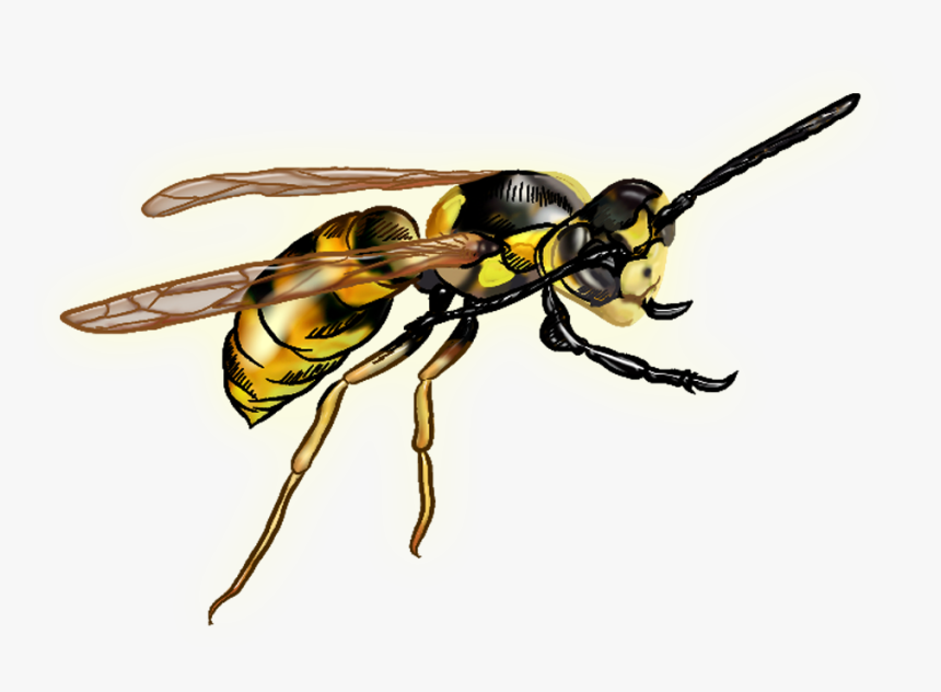 Wasp Png - Wasp With Clear Background, Transparent Png