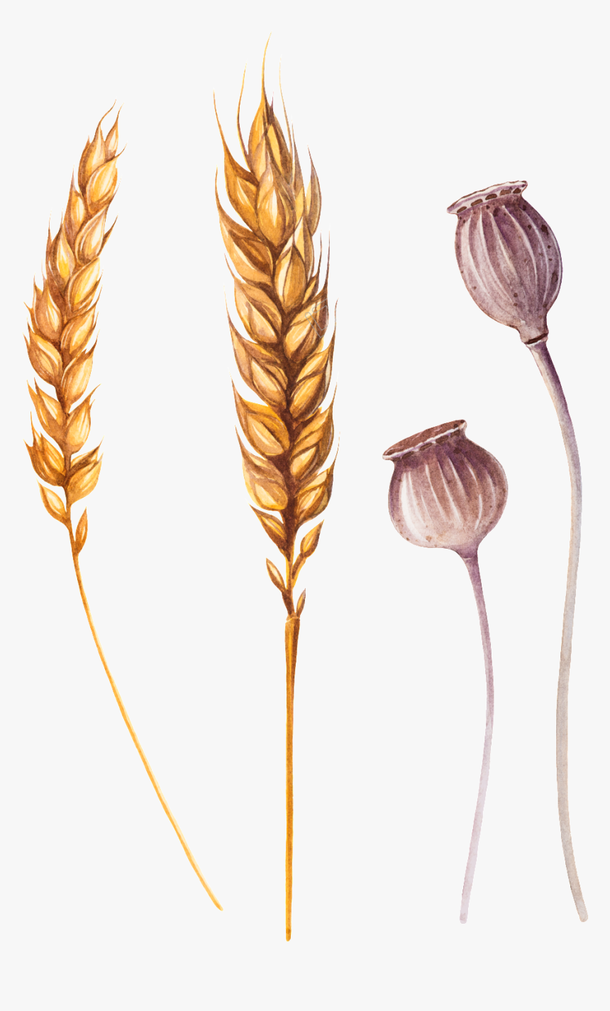 Wheat Png Ai - Khorasan Wheat, Transparent Png