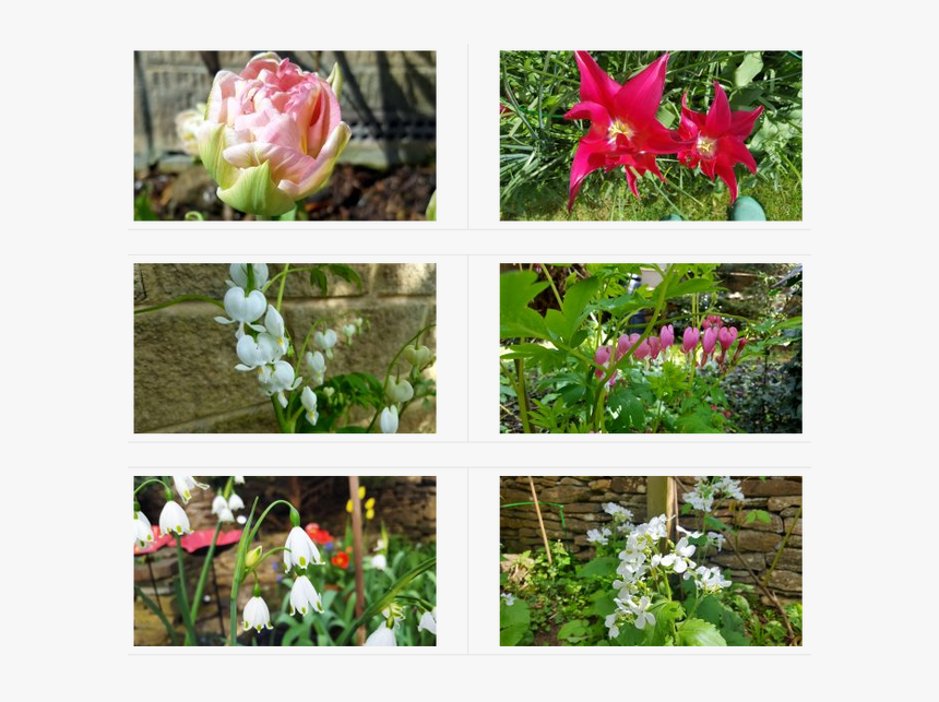 Desert Rose, HD Png Download