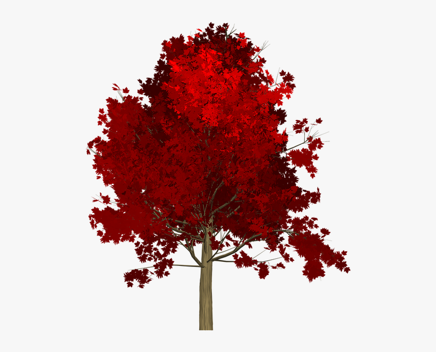 Tree,red,woody Leaf,soapberry Family,plant Stem - Red Maple Tree White Background, HD Png Download