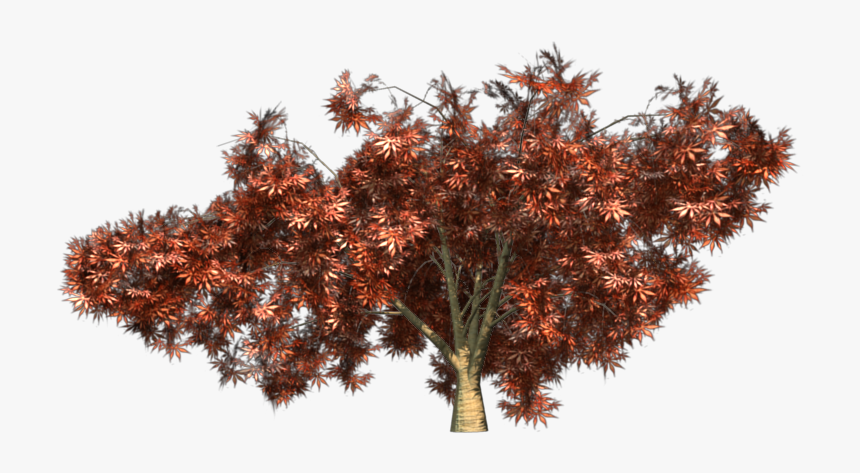 Japanese Tree Png - Pond Pine, Transparent Png