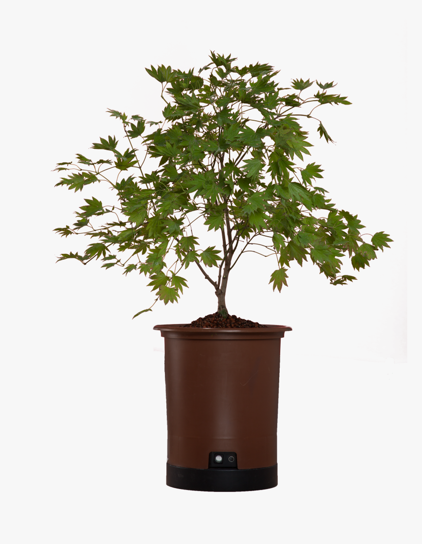 Japanese Maple Png , Png Download - Sageretia Theezans, Transparent Png