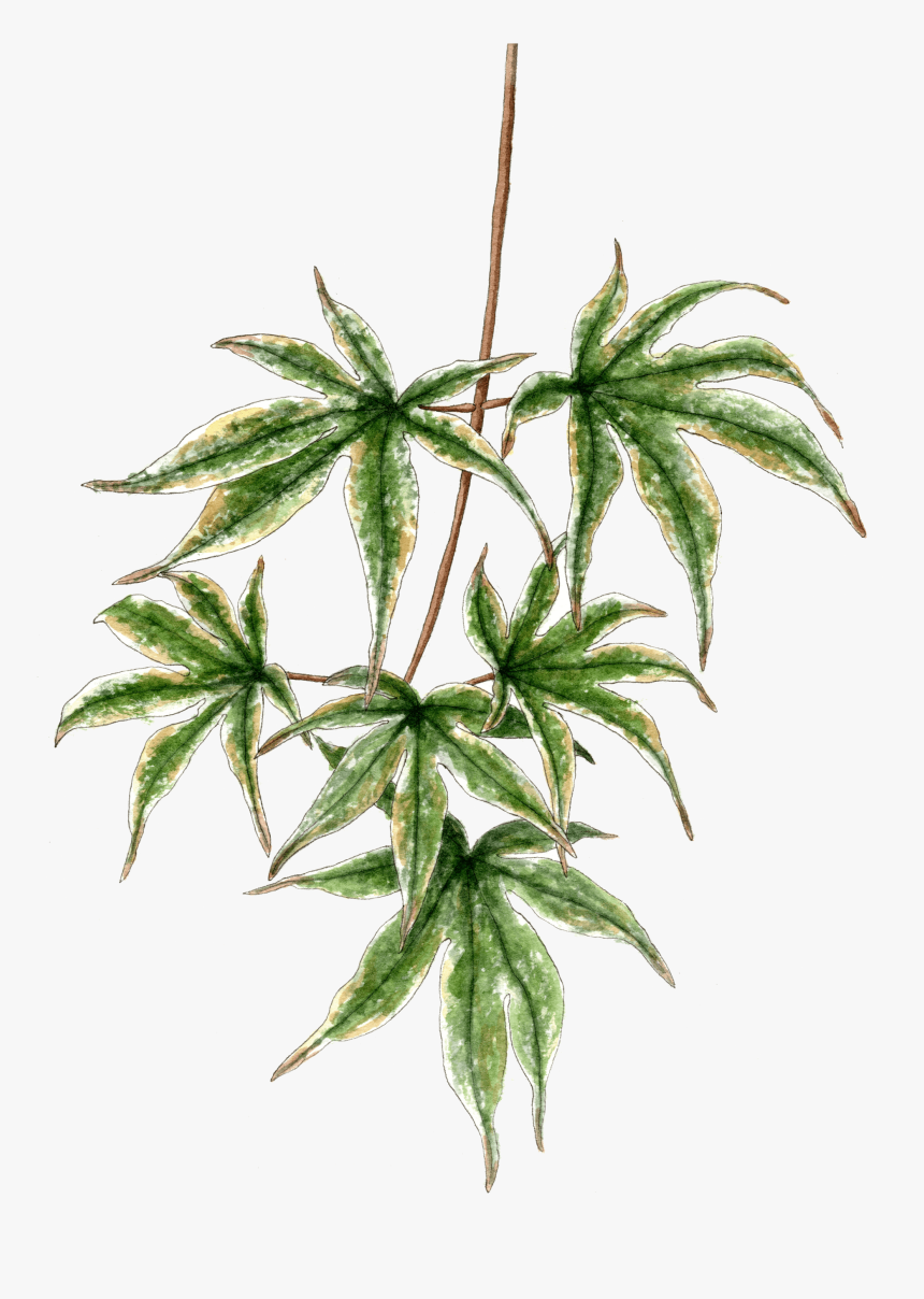 Japanese Maple Branch - Houseplant, HD Png Download
