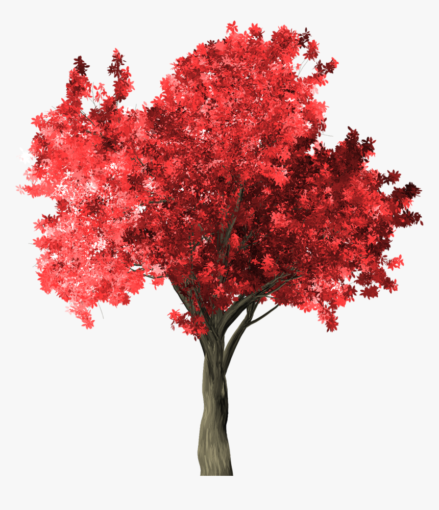 Zelkova Serrata, Tree, Red, Zelkova, Serrata, Scrapbook - Zelkova Png, Transparent Png