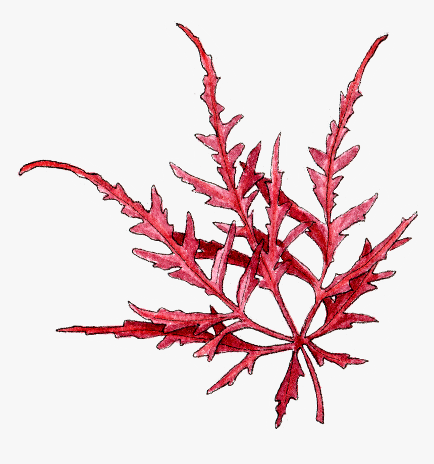 Flower, HD Png Download