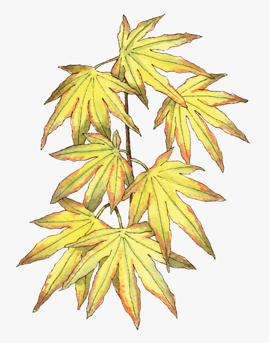 Illustration By Helen Krayenhoff - Black Maple, HD Png Download