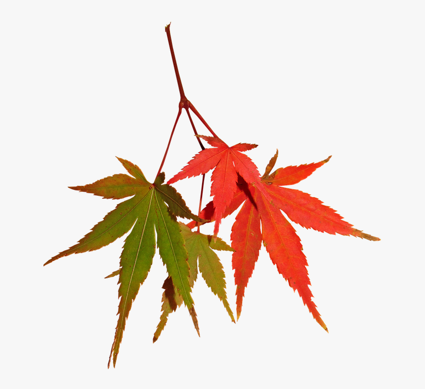 Leaves, Autumn, Fall, Maple, Tree, Nature - Maple Leaf, HD Png Download